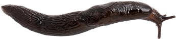 Deroceras sturanyiHAMMARSNIGEL7,7 × 34,5 mm